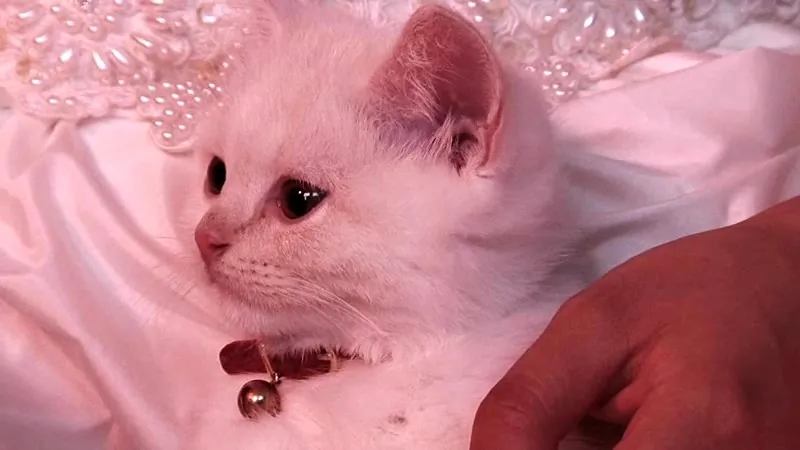 FANZAが提供している女心と秋の空 ~ふしだらな子猫~(139d00654)のサンプル画像-20
