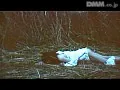 FANZAが提供している盗撮痴女 覗いて濡らす(186_09913)のサンプル画像-10